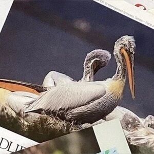 Vintage Camera Canon Wildlife Campaign Print Ads Lot 25 Color Original Magazine